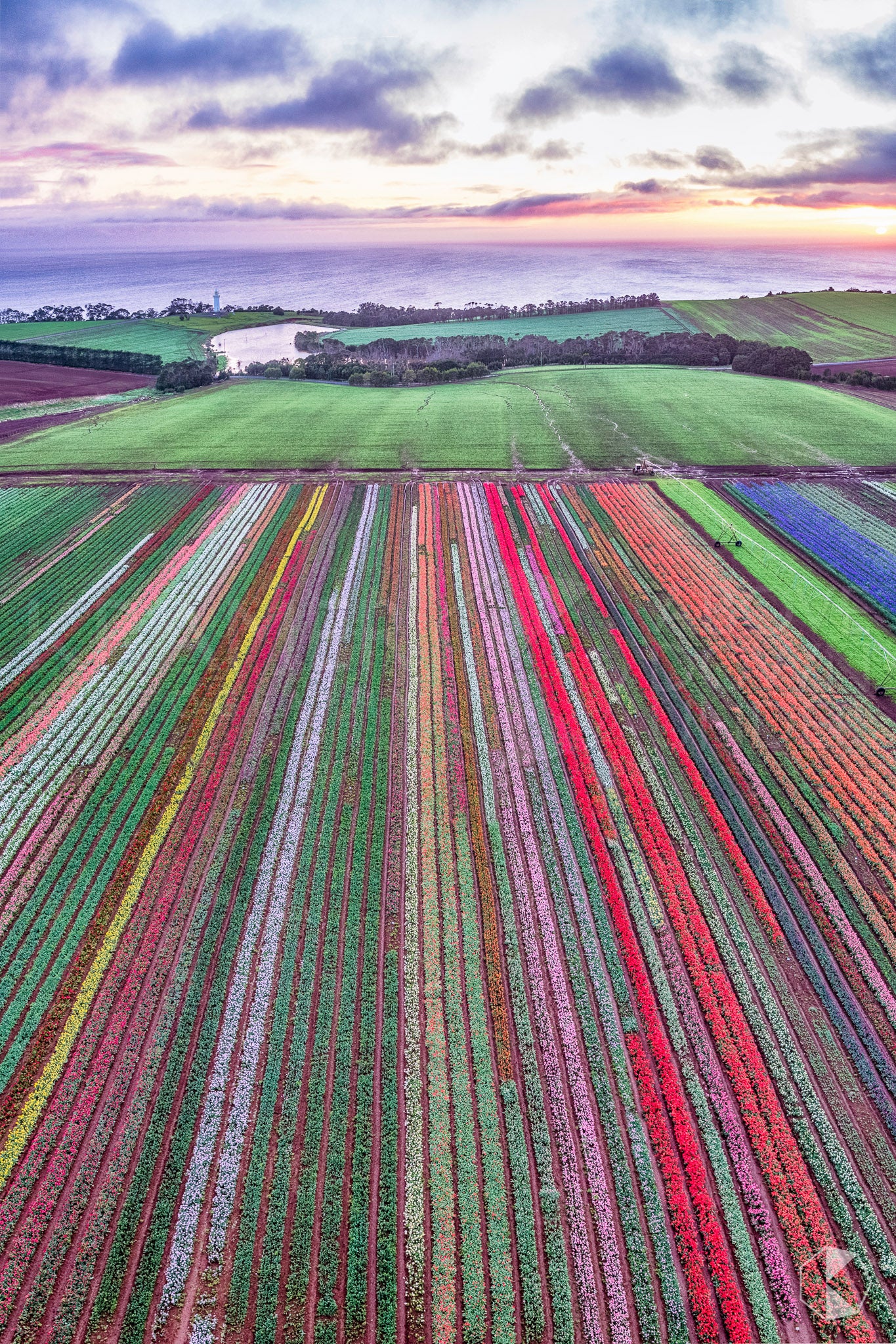Table Cape Tulip Farm, Tasmania (CB541VR)