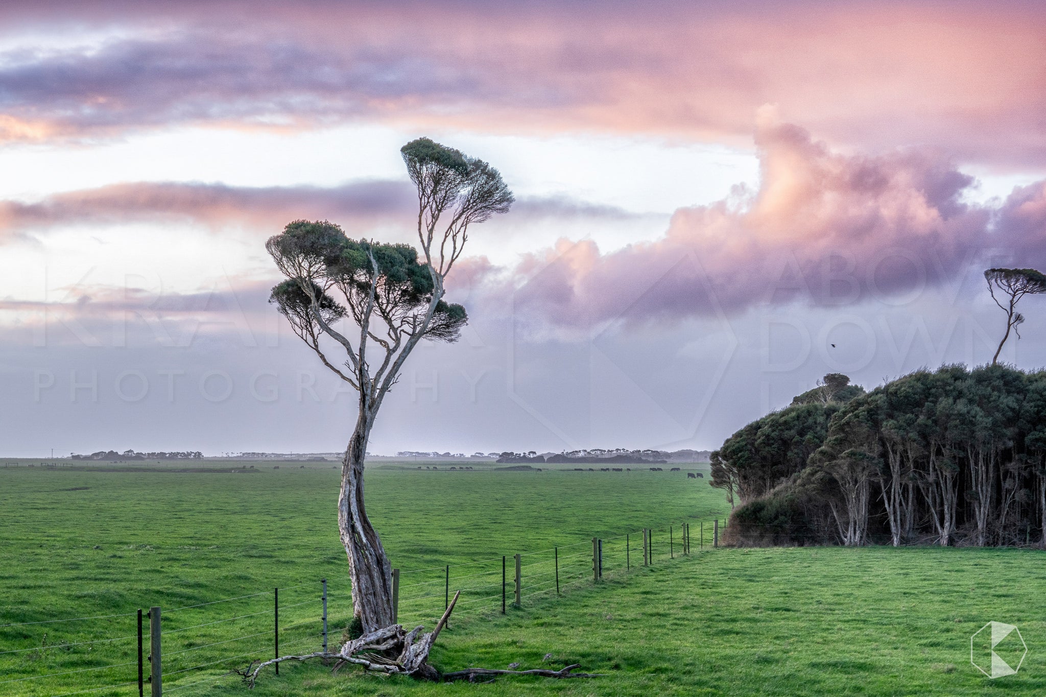 Tea Tree Sunset, King Island (KI585R)