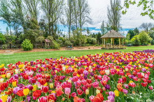 Tulip Time at Moss Vale, Southern Highlands (AB101R)