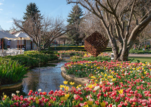 Tulip Time, Southern Highlands (AB085R)