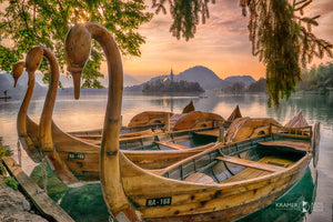 Waiting Swans, Lake Bled, Slovenia (TD006R)