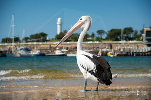 Pelican, Wollongong (AC057R)